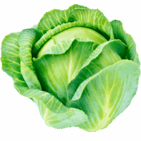 Cabbage