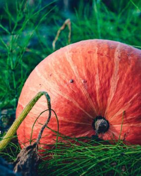 July Distribuciones Agropecuarias